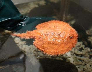 Pancake Batfish